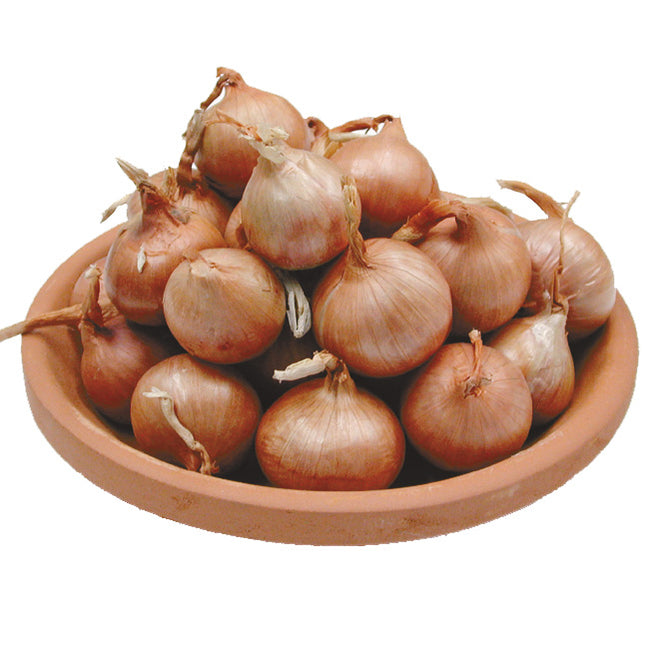 FRENCH-SHALLOT