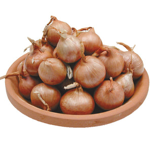 FRENCH-SHALLOT