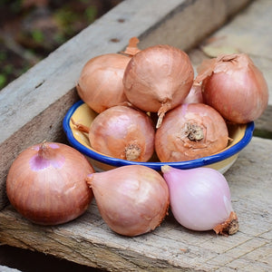FRENCH-SHALLOT