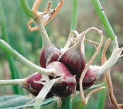 EGYPTIAN WALKING-ONION