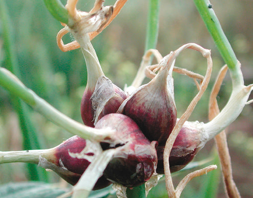 Close-up of Egyptian walking onion bulblets on a stalk showing reddish topset bulbs and papery skins with a blurred garden background