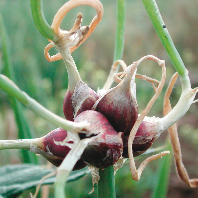 EGYPTIAN WALKING-ONION