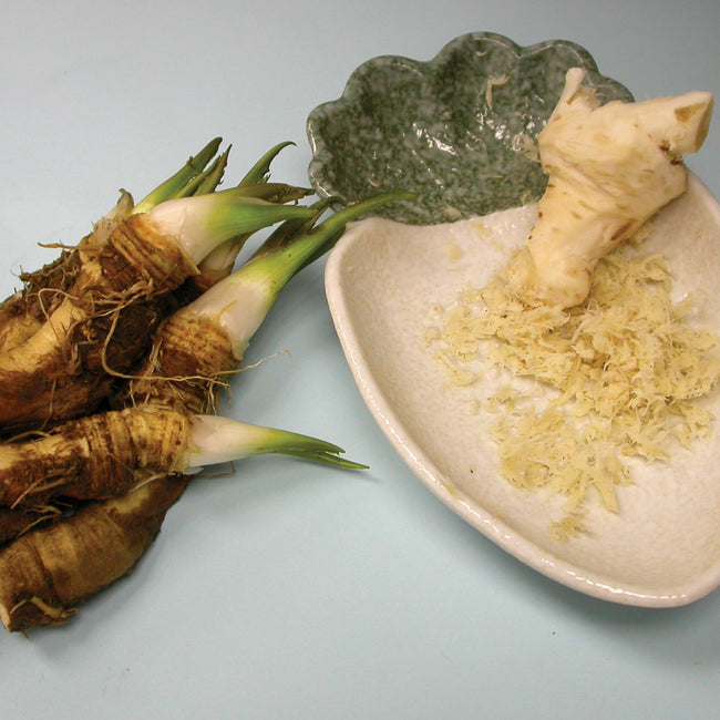 HORSERADISH ROOTS-HORSERADISH
