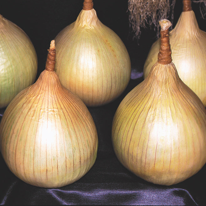 Ailsa Craig Onion Plants