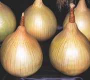 AILSA CRAIG PLANTS-ONION
