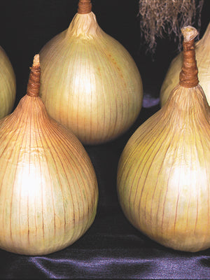 AILSA CRAIG PLANTS-ONION
