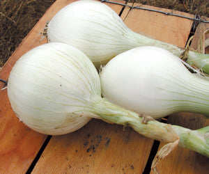 SUPERSTAR PLANTS-ONION