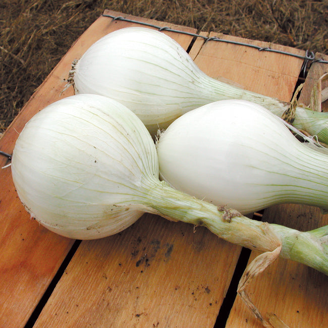 SUPERSTAR PLANTS-ONION