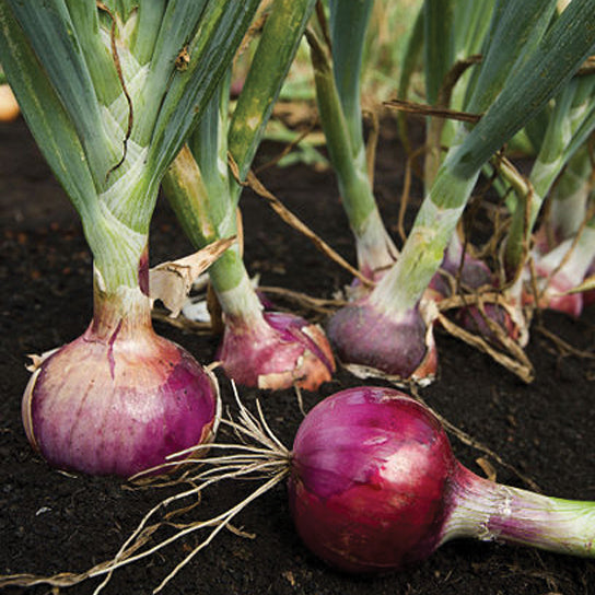Red Candy Apple Onion Plants