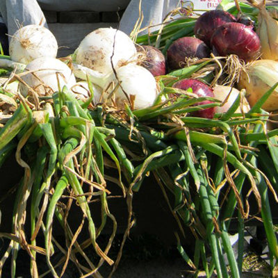 NORTHERN MIXED BUNCH PLANTS-ONION