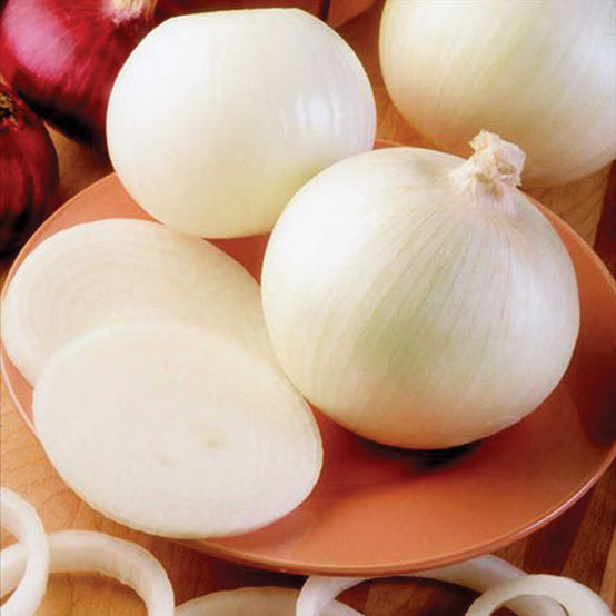 RINGMASTER PLANTS-ONION