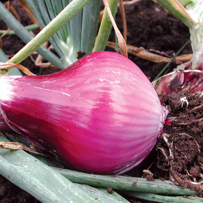 REDWING PLANTS-ONION
