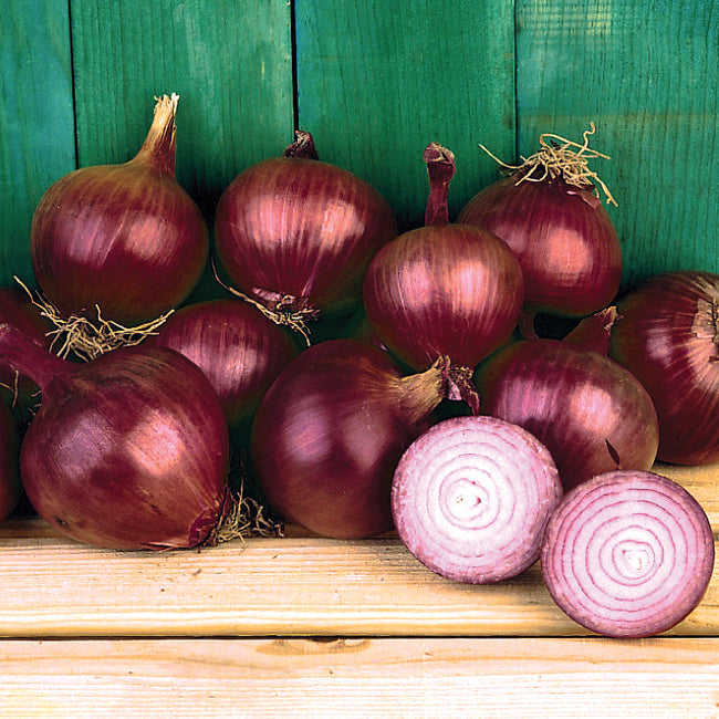 SOUTHERN BELLE RED PLANTS-ONION