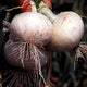 WHITE BERMUDA PLANTS-ONION