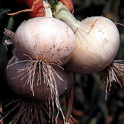 WHITE BERMUDA PLANTS-ONION