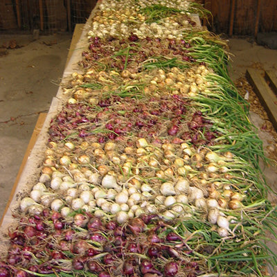 SOUTHERN ONION COLLECTION PLANTS-ONION