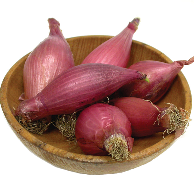 RED TORPEDO PLANTS-ONION