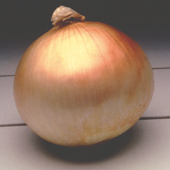 Texas Supersweet 1015Y Onion Plants