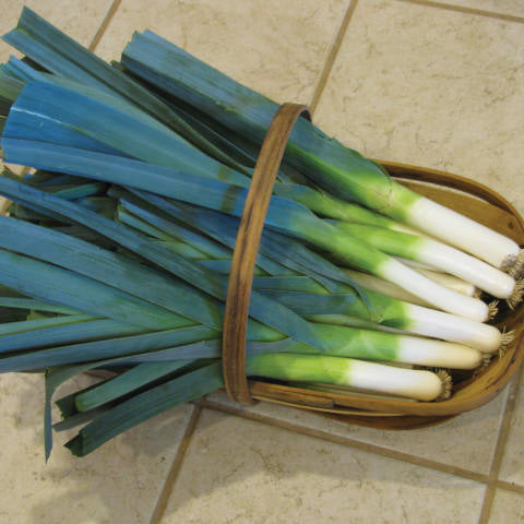 LANCELOT PLANTS-LEEK