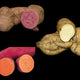 SWEET POTATO PLANT COLLECTION-SWEET POTATO