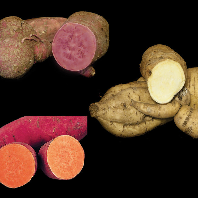 SWEET POTATO PLANT COLLECTION-SWEET POTATO