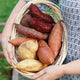 SWEET POTATO PLANT COLLECTION-SWEET POTATO