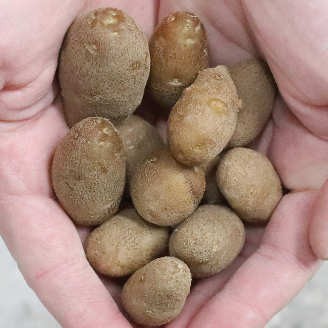 RUSSET BURBANK-POTATO