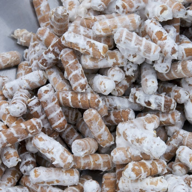 SHIITAKE PLUG SPAWN-PLUG SPAWN