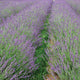 PHENOMENAL-LAVENDER