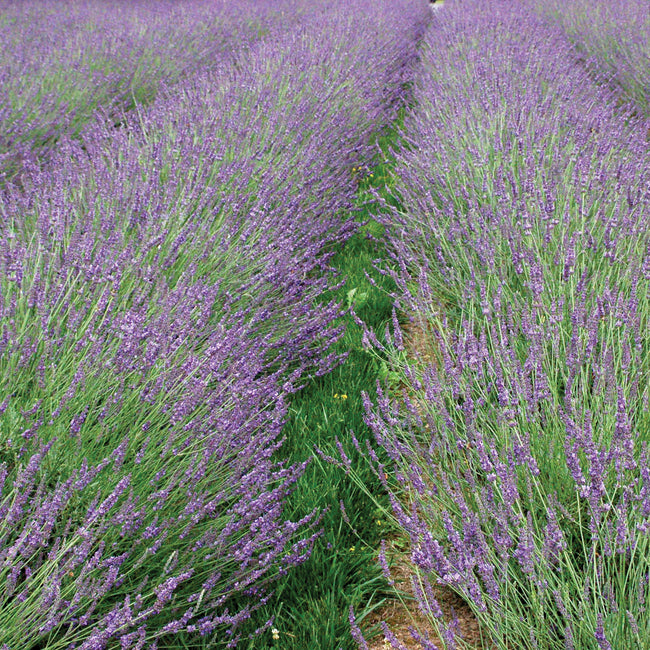 PHENOMENAL-LAVENDER