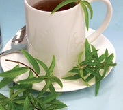 LEMON VERBENA-LEMON VERBENA