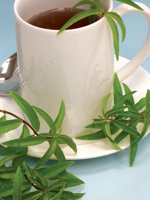 LEMON VERBENA-LEMON VERBENA