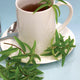 LEMON VERBENA-LEMON VERBENA
