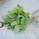 GROWER'S FRIEND-SAGE
