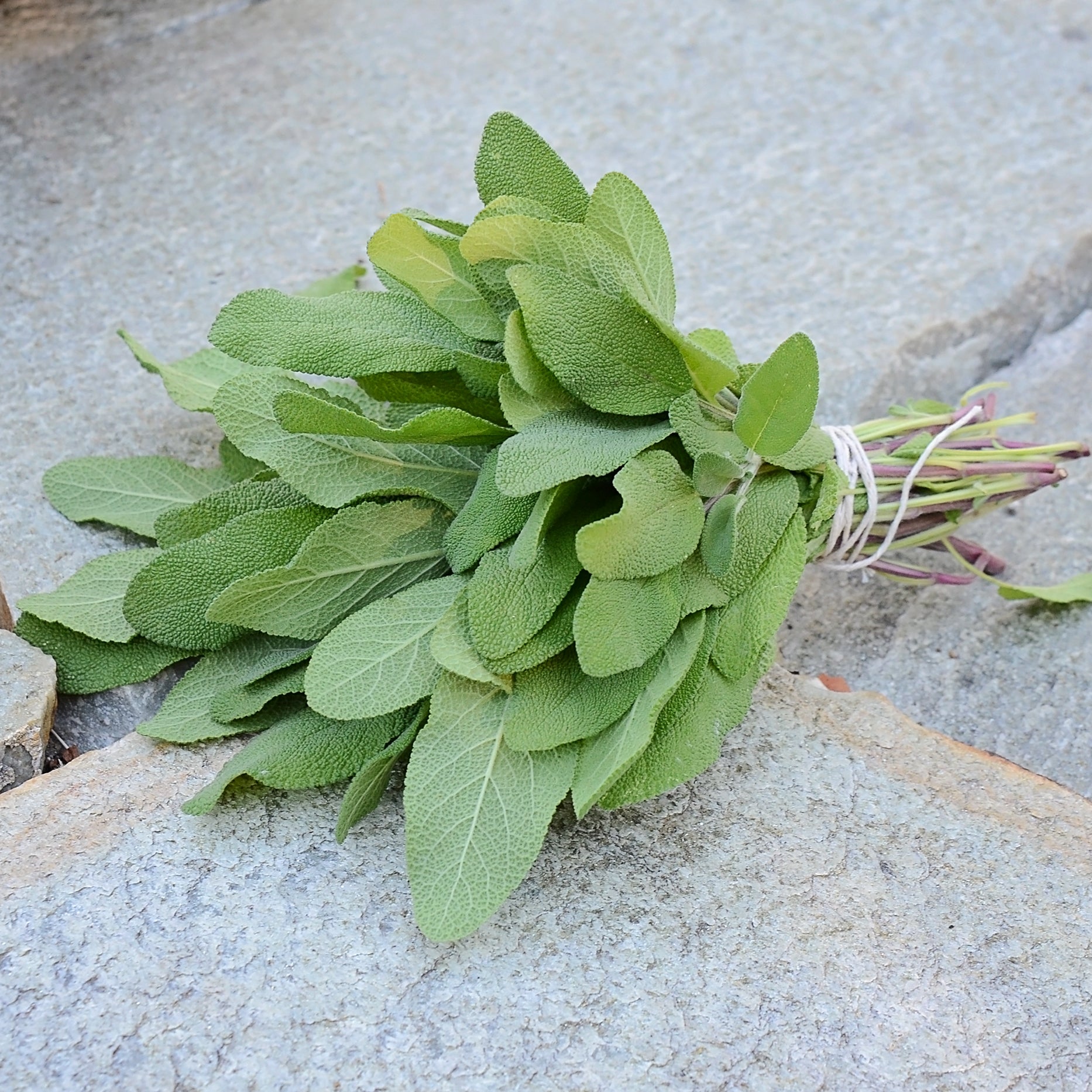 Sage Taproot Grower's Friend Sage Transplant | TRANSPLANT / SHIPS FIRST HALF OF ...