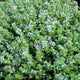 ENGLISH-THYME