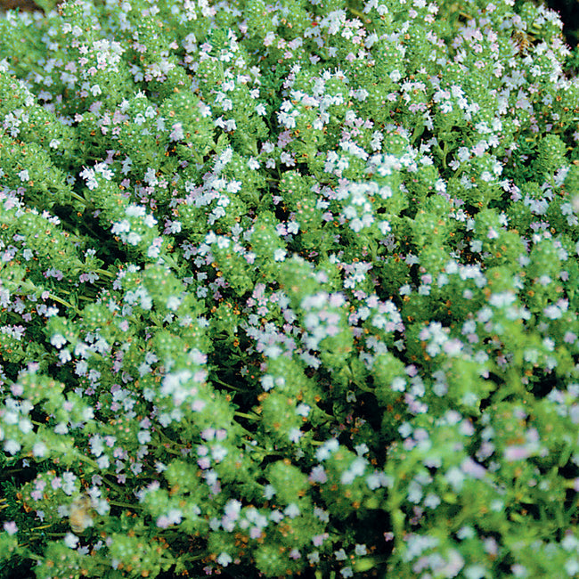 ENGLISH-THYME