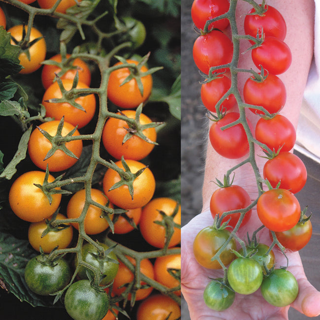 GRAFTED DOUBLE SUNGOLD/SWEET MILLION-TOMATO
