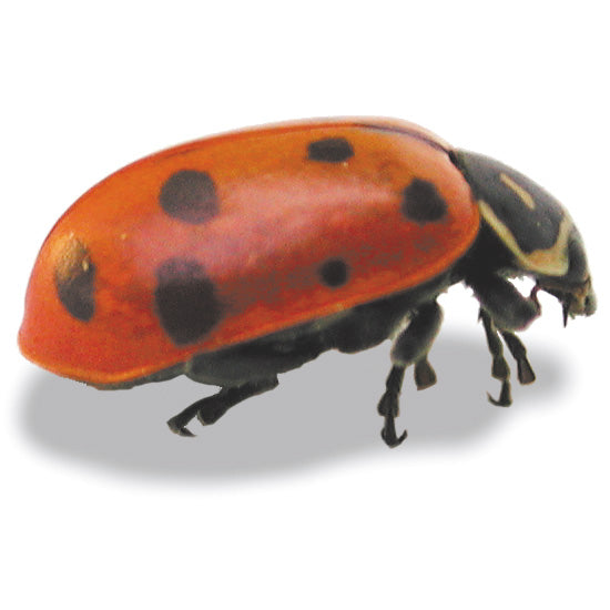 LADYBUGS-PEST CONTROL