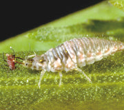 GREEN LACEWINGS-PEST CONTROL