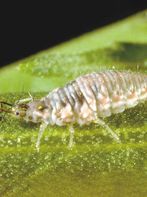 GREEN LACEWINGS-PEST CONTROL