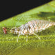 GREEN LACEWINGS-PEST CONTROL