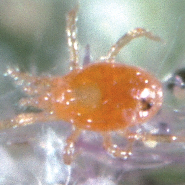 SPIDER MITE PREDATORS-PEST CONTROL