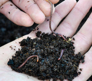 LIVE RED WORMS-WORMS