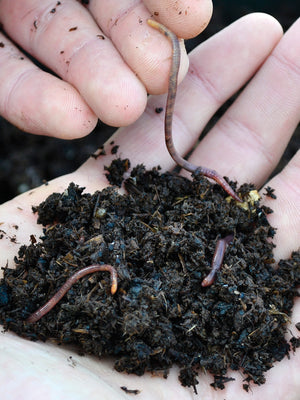 LIVE RED WORMS-WORMS