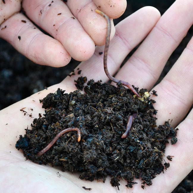 LIVE RED WORMS-WORMS