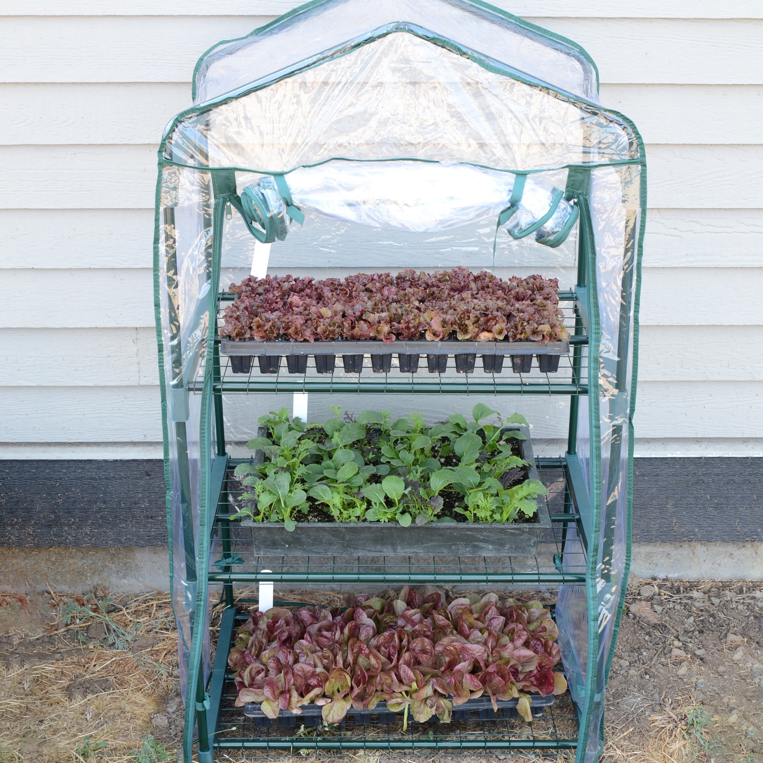 Three Shelf Greenhouse for Small Spaces Territorial Seed