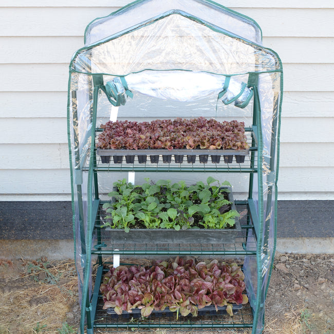 THREE SHELF GREENHOUSE