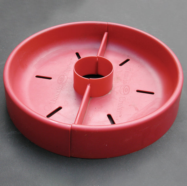 TOMATO CRATER-CLOCHE