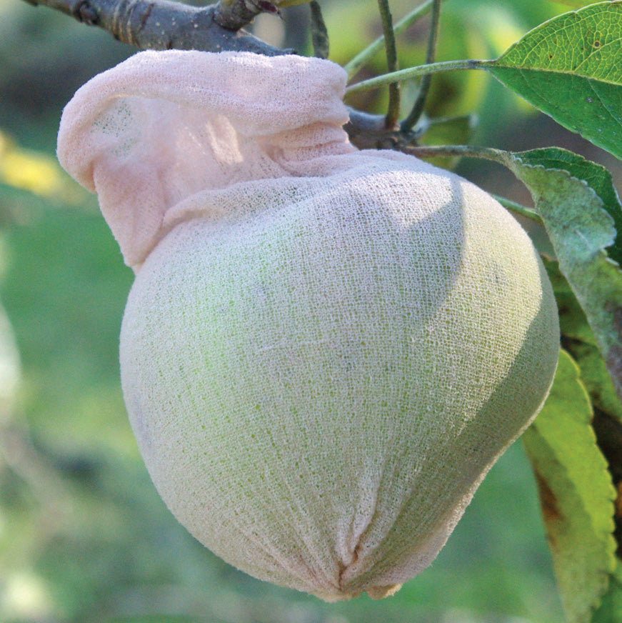 Bag your apples to keep maggots and codling moths away